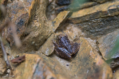 Limnonectes hascheanus