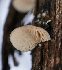 Lentinellus pulvinulus