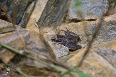 Limnonectes hascheanus