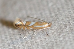 Phyllonorycter propinquinella