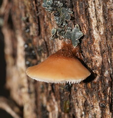 Lentinellus pulvinulus