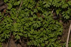 Leptinella longipes