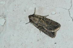 Dichagyris orientis