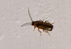 Rhagonycha lutea