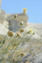 Rhaponticoides kasakorum