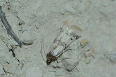 Euzophera formosella