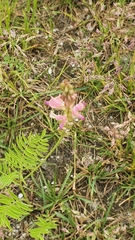 Onobrychis viciifolia