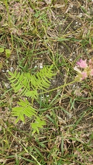 Onobrychis viciifolia
