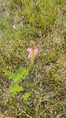 Onobrychis viciifolia