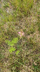 Onobrychis viciifolia