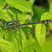 Extra-striped Snaketail - Photo (c) Denis Doucet, some rights reserved (CC BY-NC), uploaded by Denis Doucet