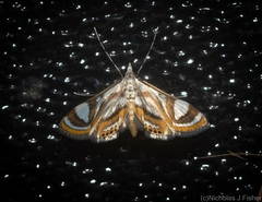 Strepsinoma croesusalis