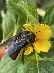 Xylocopa sulcatipes