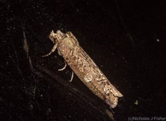 Ortholomia moluccana