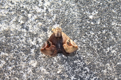 Ommatophora luminosa