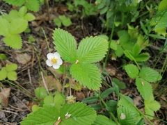 Fragaria orientalis
