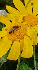 Colletes succinctus