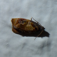 Ditula angustiorana