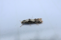 Blastodacna hellerella