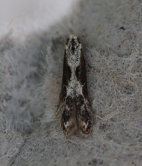 Blastodacna hellerella