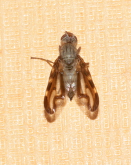 Otites lamed