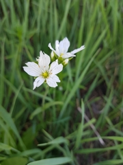 Cerastium maximum