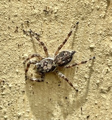 Menemerus bivittatus