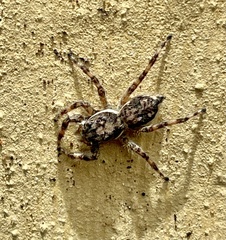 Menemerus bivittatus