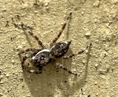 Menemerus bivittatus