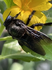 Xylocopa sulcatipes