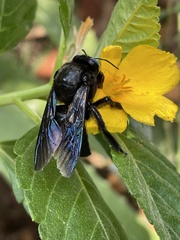 Xylocopa sulcatipes