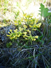 Pedicularis labradorica sulphurea