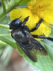 Xylocopa sulcatipes