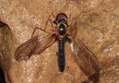 Nephrocerus scutellatus