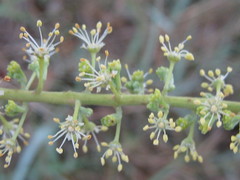 Pappea capensis image