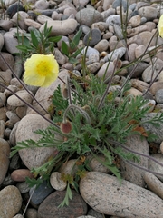 Papaver nudicaule