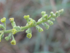 Pappea capensis image