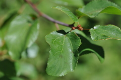 Ceanothus sanguineus
