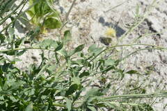 Rhaponticoides kasakorum