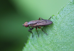 Pherbellia cinerella