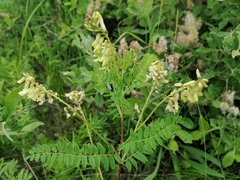 Astragalus membranaceus