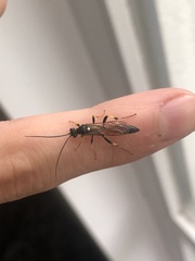 Diphyus quadripunctorius