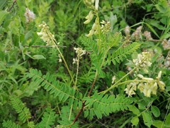 Astragalus membranaceus