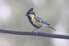 Machlolophus aplonotus