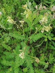Astragalus membranaceus