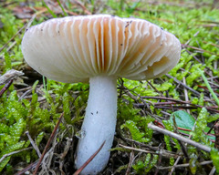 Russula turci