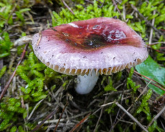 Russula turci