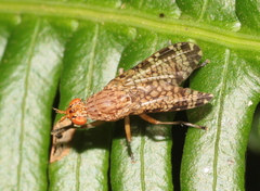 Euthycera chaerophylli