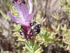 Anthophila