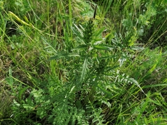 Pedicularis striata